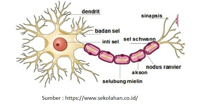 Materi Biologi - Sistem Koordinasi Kelas 11 MIA - Belajar Pintar