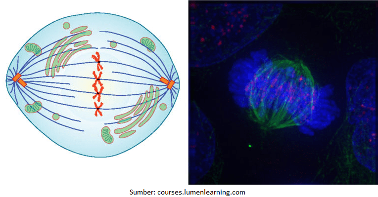 Bagian dari ujung akar yang sel-selnya selalu mengadakan pembelahan secara mitosis adalah daerah
