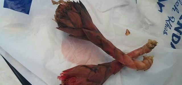 header image article