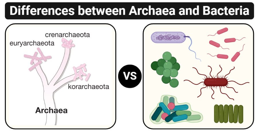 Materi Biologi - Archaebacteria Dan Eubacteria Kelas 10 MIA - Belajar ...