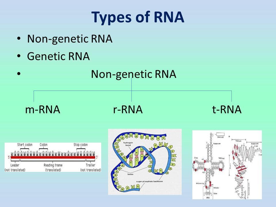 Materi Biologi - Genetika Kelas 12 MIA - Belajar Pintar