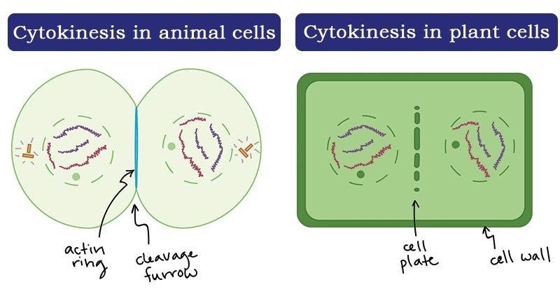 Setelah pembelahan sitoplasma selesai akan terbentuk dua sel anakan yang bersifat diploid proses ter
