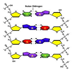 Materi Biologi - Genetika Kelas 12 MIA - Belajar Pintar