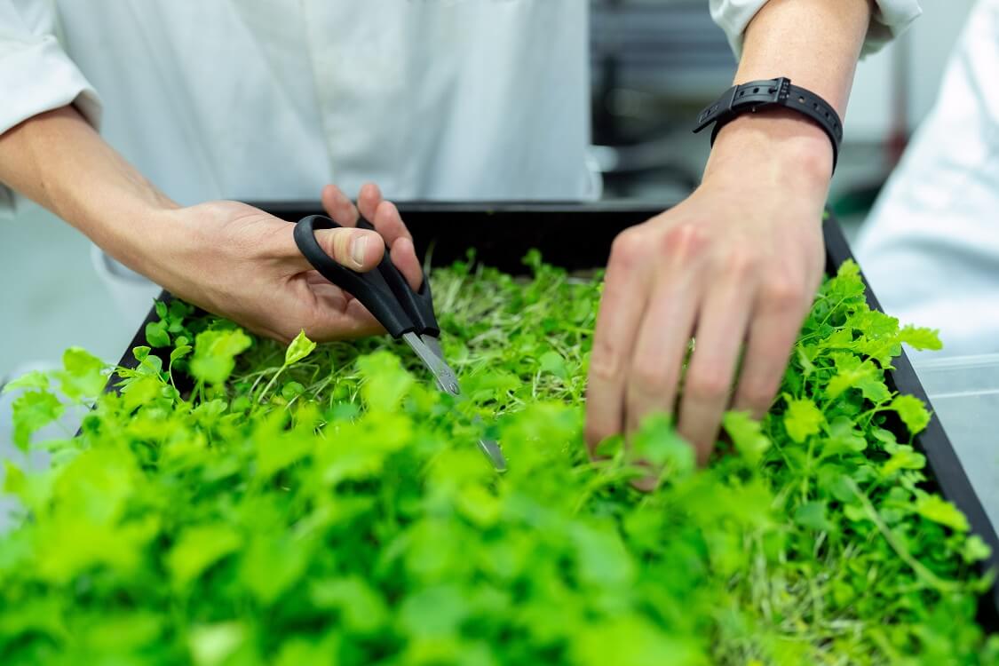 Jurusan Agroteknologi: Dari Kuliah Sampai Prospek Kerja Lulusannya