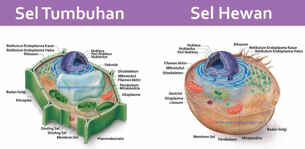 perbedaan sel hewan dan sel tumbuhan