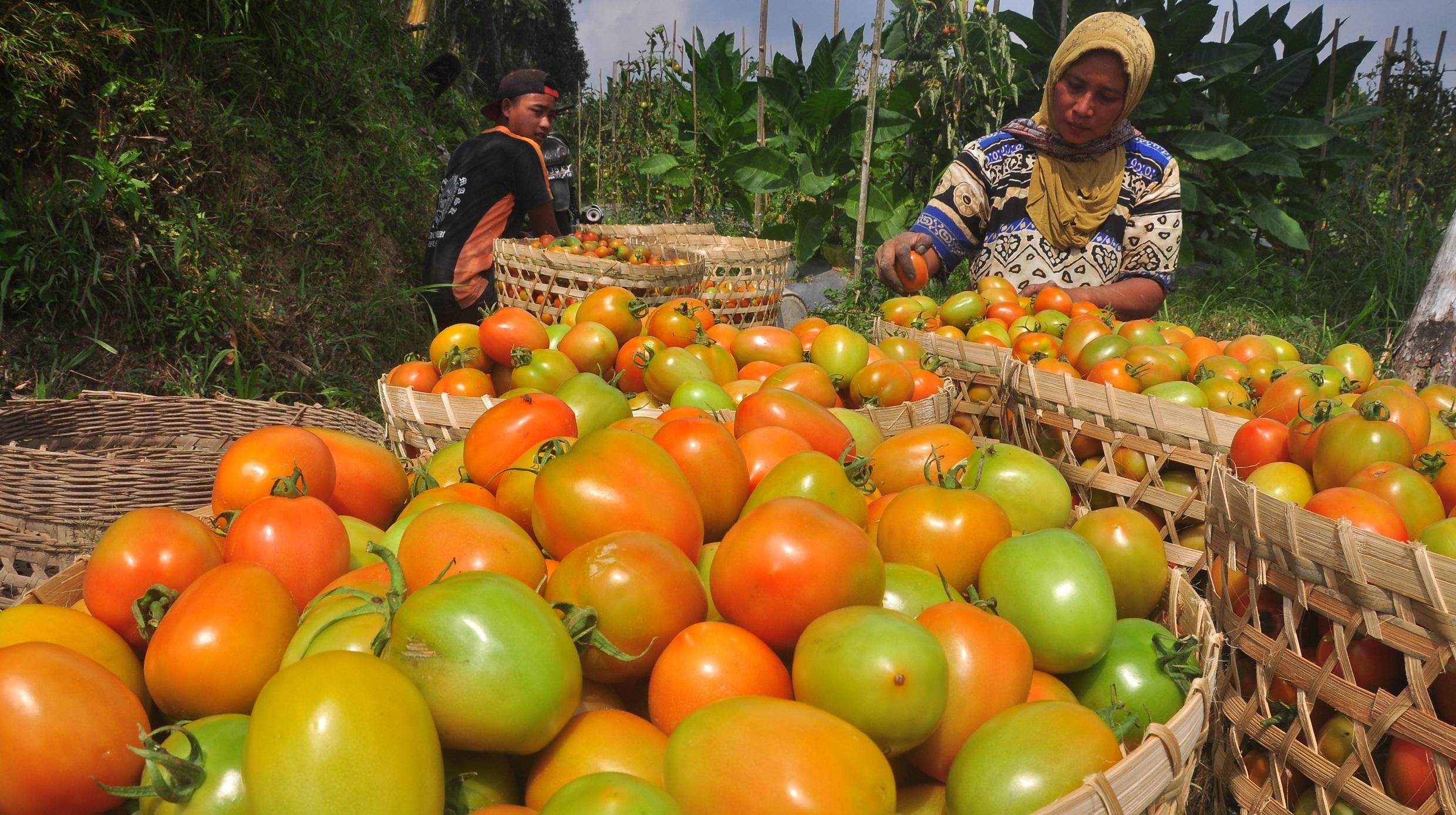 Nuryana Sains: PEMBELAJARAN PASCA PANEN UNTUK BUAH