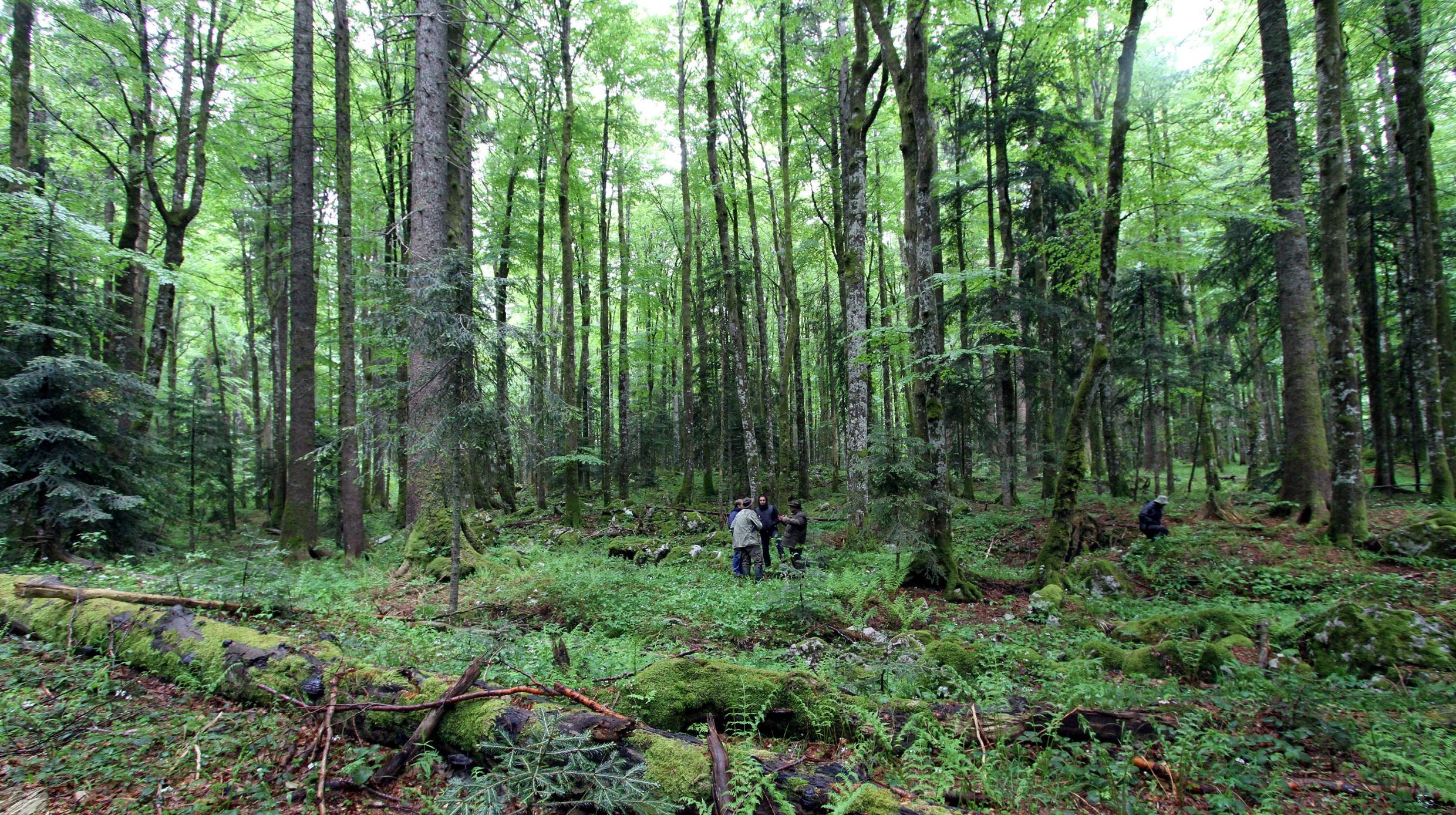 Kehutanan bisa dipelajari dibeberapa jurusan terpisah 5 Jurusan Kuliah tentang Hutan Aku Pintar