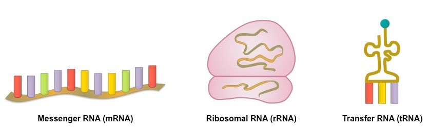 perbedaan rna dan dna