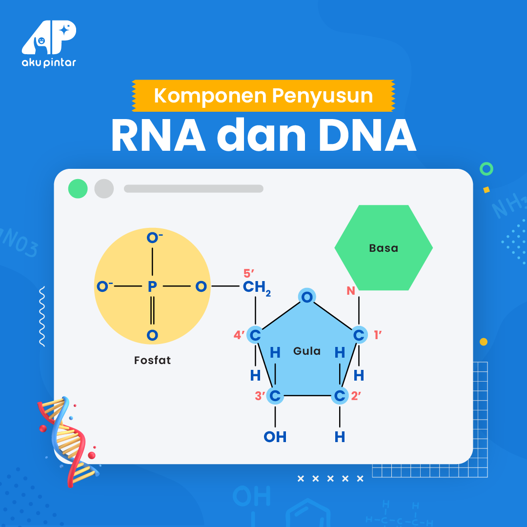 Struktur dan Komponen DNA dan RNA dalam Genetik