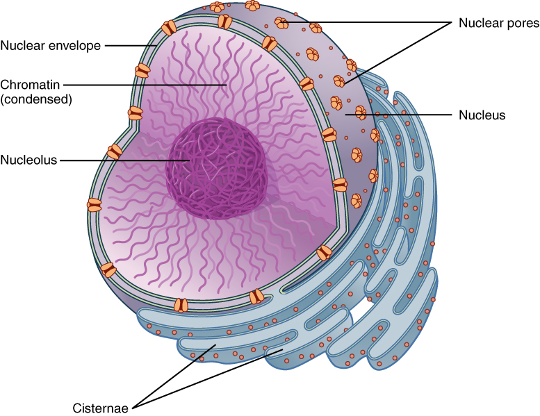 Apa Itu Dna Organel Apa Itu Dna Organel