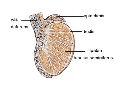 organ reproduksi pria dan fungsinya